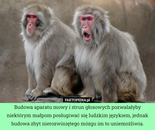 
    Budowa aparatu mowy i strun głosowych pozwalałyby niektórym małpom posługiwać