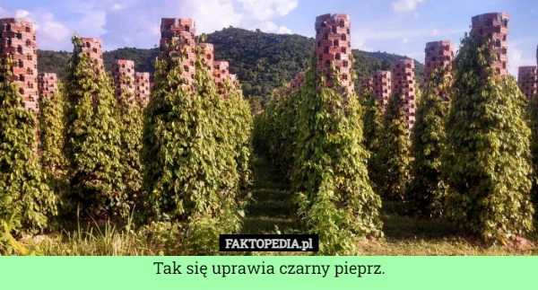 
    Tak się uprawia czarny pieprz.