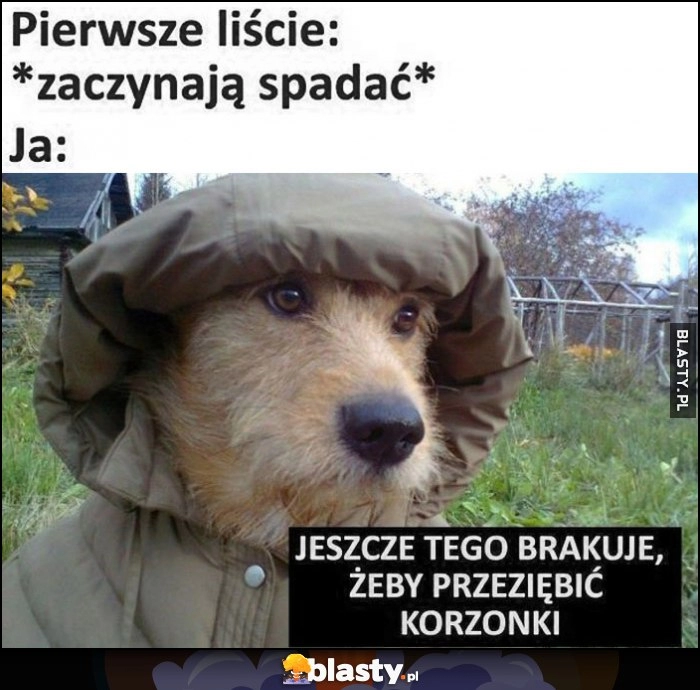 
    Pierwsze liście zaczynają spadać, ja pies: jeszcze tego brakuje, żeby przeziębić korzonki