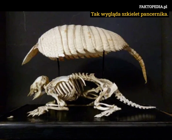 
    Tak wygląda szkielet pancernika.