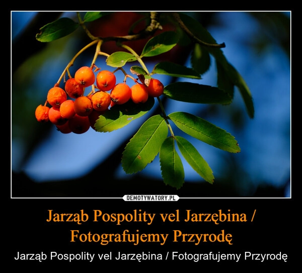 
    Jarząb Pospolity vel Jarzębina / Fotografujemy Przyrodę