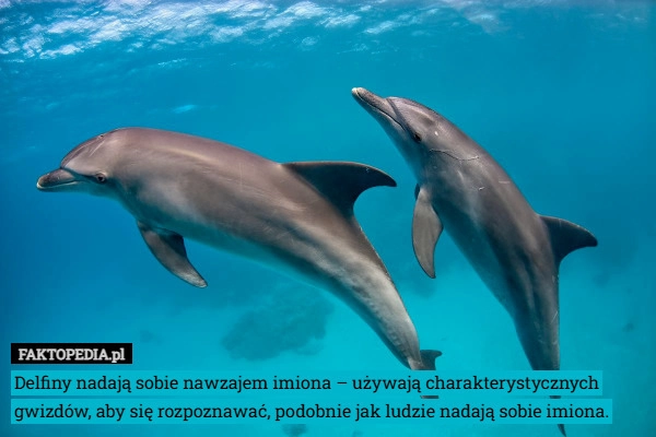Delfiny nadają sobie nawzajem imiona – używają charakterystycznych gwizdów,