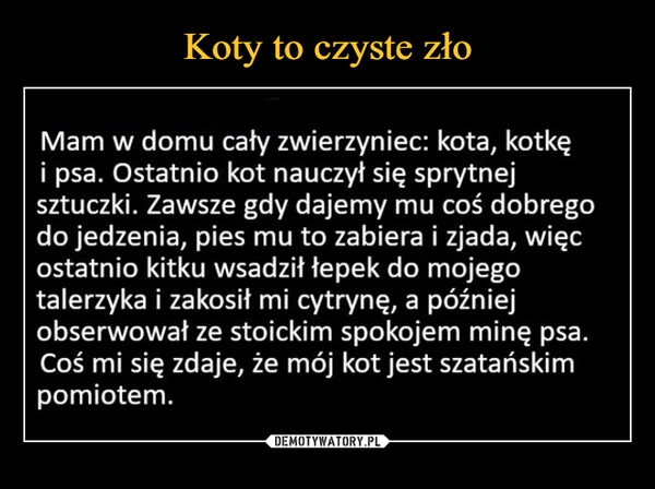 
    Koty to czyste zło 