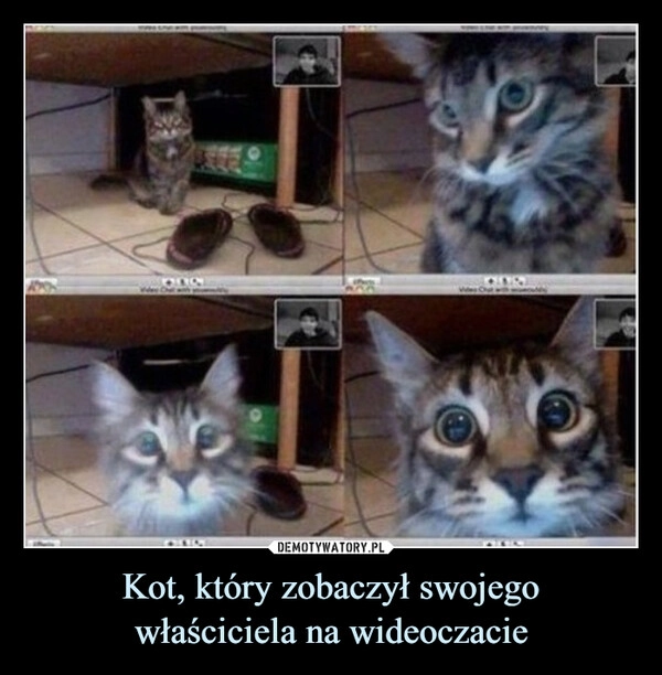 
    Kot, który zobaczył swojego
właściciela na wideoczacie