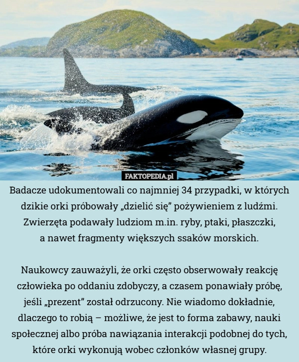 
    Badacze udokumentowali co najmniej 34 przypadki, w których dzikie orki próbowały...