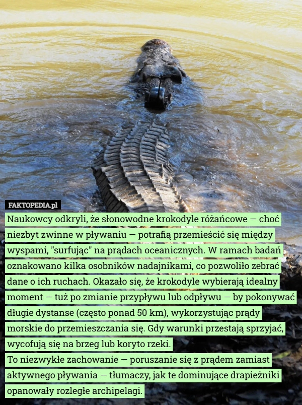 
    Naukowcy odkryli, że słonowodne krokodyle różańcowe — choć niezbyt zwinne