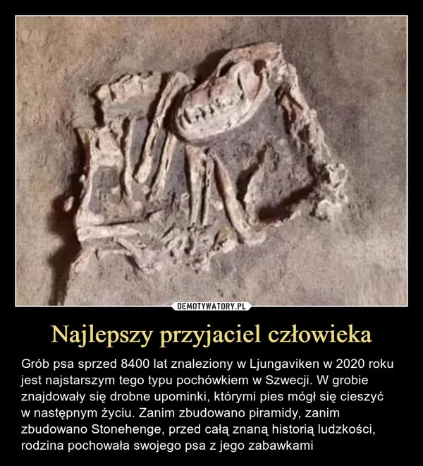 
    Najlepszy przyjaciel człowieka