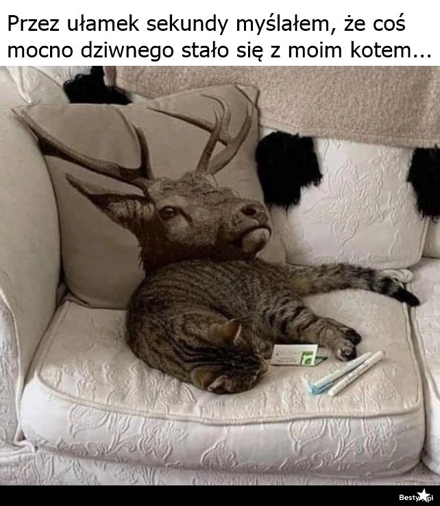 
    Wkomponował się 