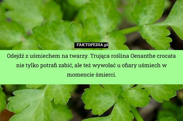 
    Odejdź z uśmiechem na twarzy. Trująca roślina Oenanthe crocata nie tylko