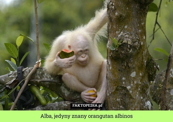 
    Alba, jedyny znany orangutan albinos