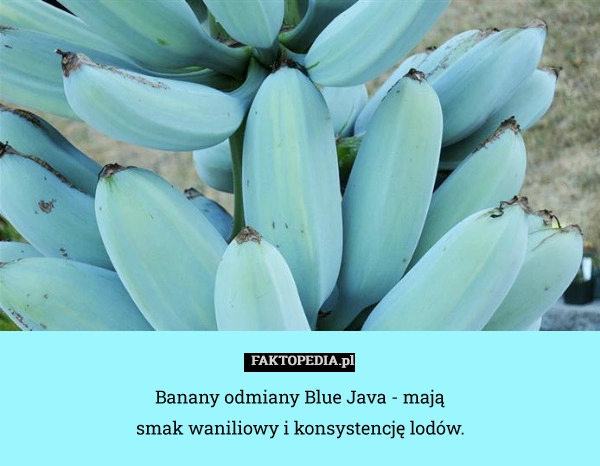 
    Banany odmiany Blue Java - mają smak waniliowy i konsystencję lodów.