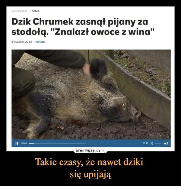 
    Takie czasy, że nawet dziki 
się upijają