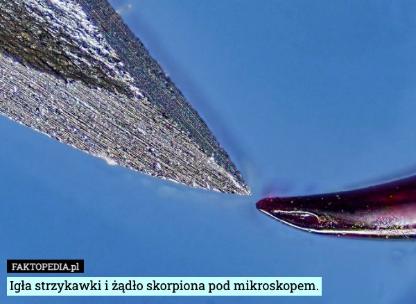 
    Igła strzykawki i żądło skorpiona pod mikroskopem.