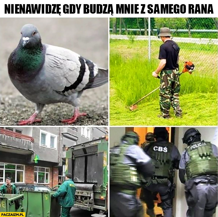 
    Nienawidzę gdy budzą mnie z samego rana gołębie, koszenie trawy, śmieciarze, CBŚ