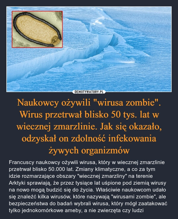 
    Naukowcy ożywili "wirusa zombie". Wirus przetrwał blisko 50 tys. lat w wiecznej zmarzlinie. Jak się okazało, odzyskał on zdolność infekowania żywych organizmów