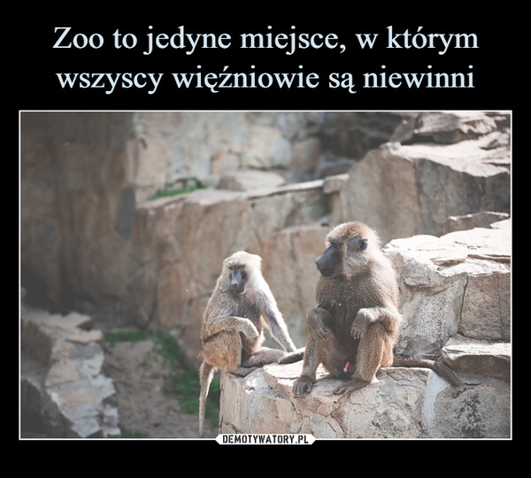 
    Zoo to jedyne miejsce, w którym wszyscy więźniowie są niewinni