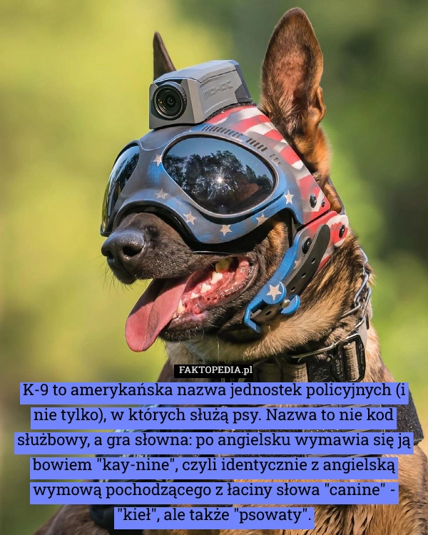 
    K-9 to amerykańska nazwa jednostek policyjnych (i nie tylko), w których