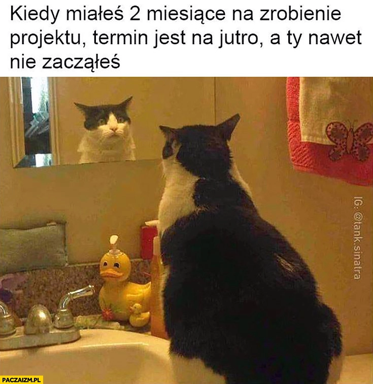 
    Przerażony kot kiedy miałeś 2 miesiące na zrobienie projektu termin jest na jutro a Ty nawet nie zacząłeś