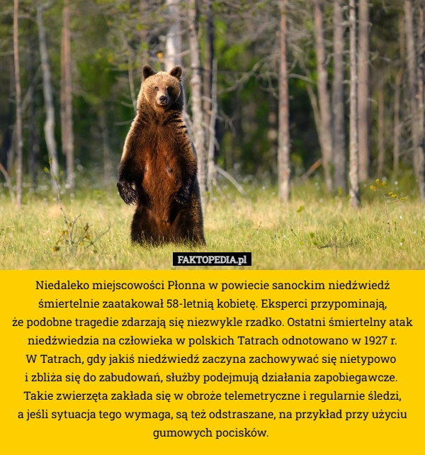 
    Niedaleko miejscowości Płonna w powiecie sanockim niedźwiedź śmiertelnie