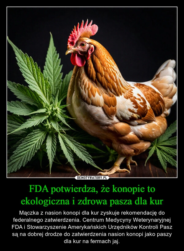 
    FDA potwierdza, że konopie to ekologiczna i zdrowa pasza dla kur