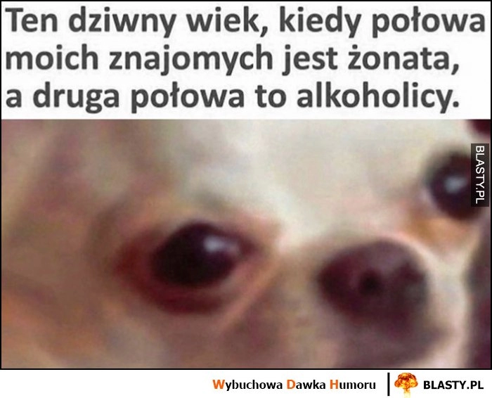 
    Ten dziwny wiek, kiedy połowa moich znajomych jest żonata, a druga połowa to alkoholicy pies piesek