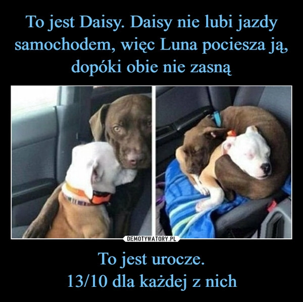 
    To jest Daisy. Daisy nie lubi jazdy samochodem, więc Luna pociesza ją, dopóki obie nie zasną To jest urocze.
13/10 dla każdej z nich