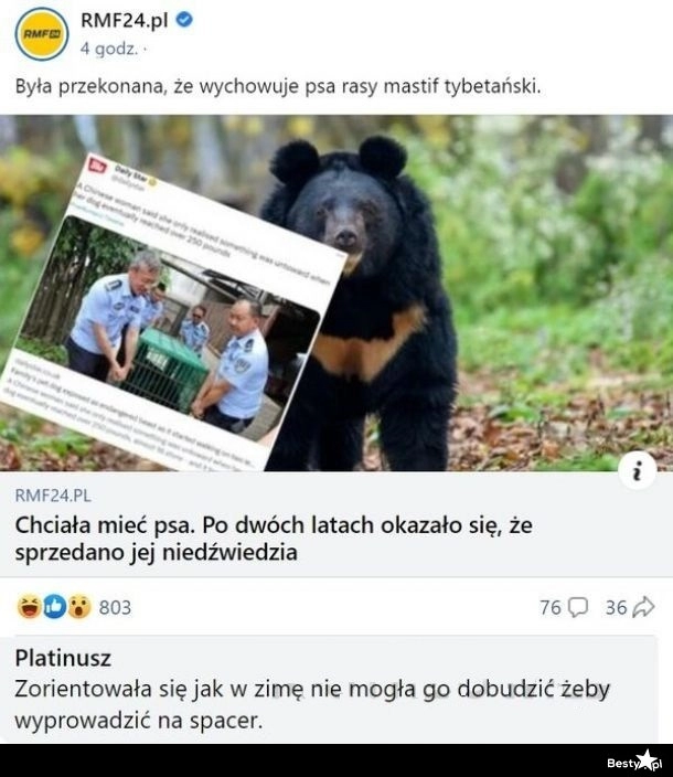 
    Jakiś dziwny ten piesek 