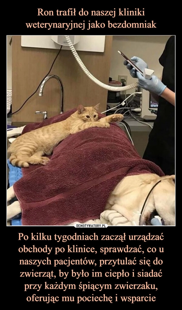 
    Ron trafił do naszej kliniki weterynaryjnej jako bezdomniak Po kilku tygodniach zaczął urządzać obchody po klinice, sprawdzać, co u naszych pacjentów, przytulać się do zwierząt, by było im ciepło i siadać
przy każdym śpiącym zwierzaku, oferując mu pociechę i wsparcie