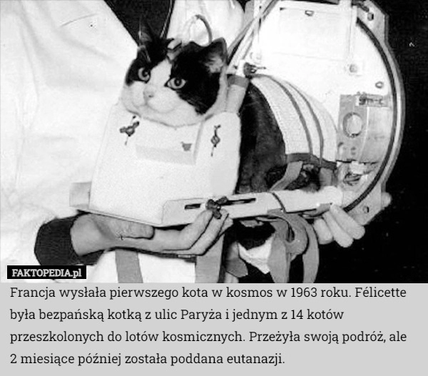 
    Francja wysłała pierwszego kota w kosmos w 1963 roku. Félicette była bezpańską