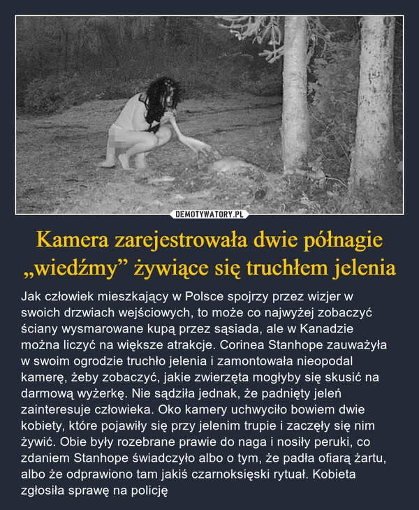 
    Kamera zarejestrowała dwie półnagie „wiedźmy” żywiące się truchłem jelenia