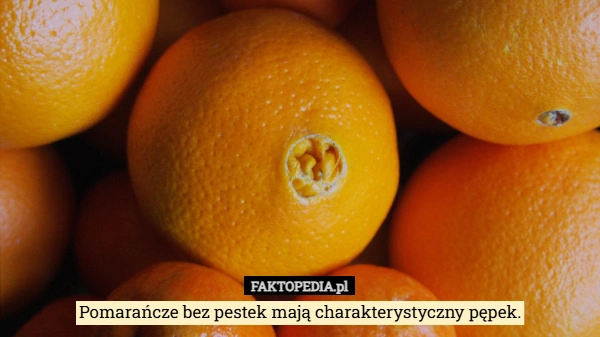 
    Pomarańcze bez pestek mają charakterystyczny pępek.