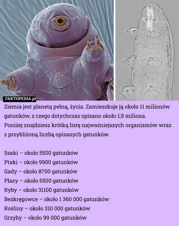 
    Ziemia jest planetą pełną, życia. Zamieszkuje ją około 11 milionów gatunków,