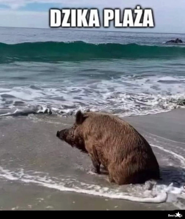 
    Dzika plaża 