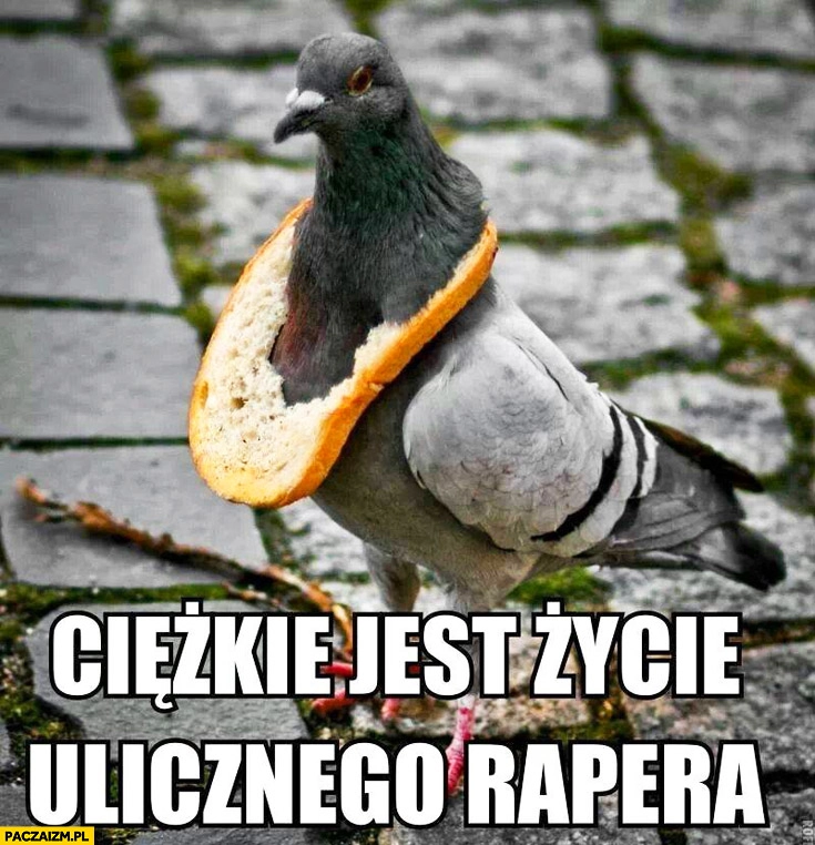 
    Ciężkie jest życie ulicznego rapera gołąb z chlebem na szyi