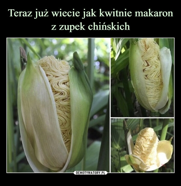 
    Teraz już wiecie jak kwitnie makaron z zupek chińskich