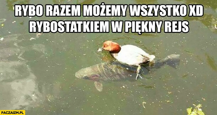 
    Rybo razem możemy wszystko rybostatkiem w piękny rejs kaczka na rybie