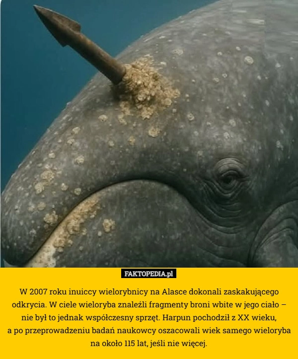 
    W 2007 roku inuiccy wielorybnicy na Alasce dokonali zaskakującego odkrycia.