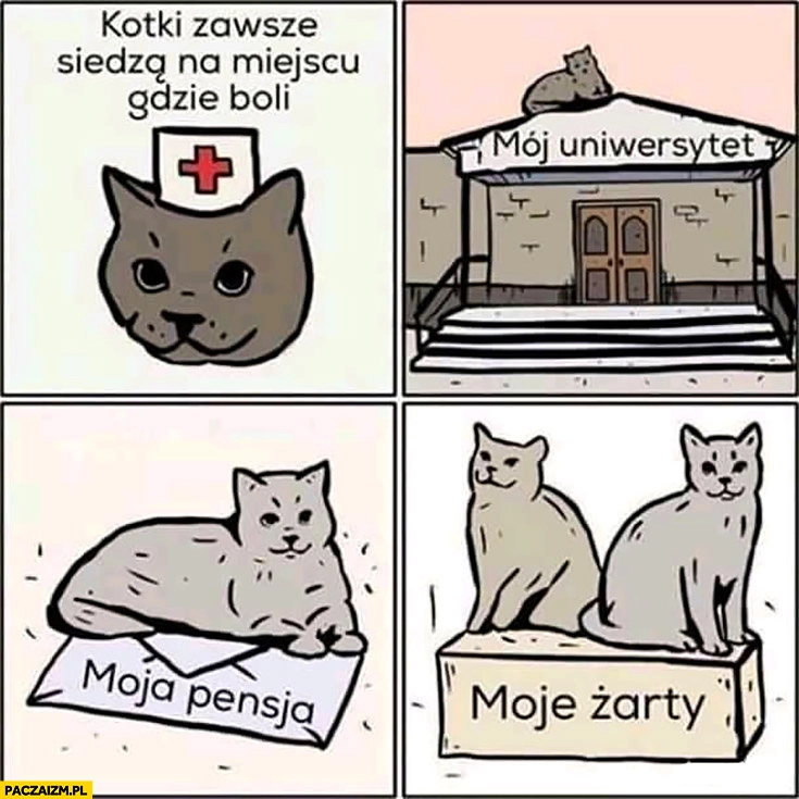 
    Kotki zawsze siedzą na miejscu gdzie boli mój uniwersytet, moja pensja, moje żarty