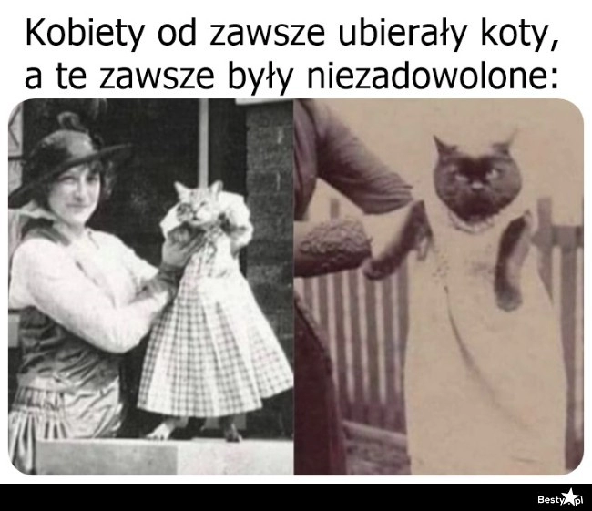 
    Ubieranie kotów 