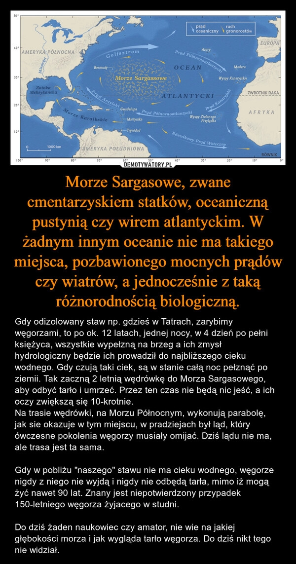 
    Morze Sargasowe, zwane cmentarzyskiem statków, oceaniczną pustynią czy wirem atlantyckim. W żadnym innym oceanie nie ma takiego miejsca, pozbawionego mocnych prądów czy wiatrów, a jednocześnie z taką różnorodnością biologiczną.