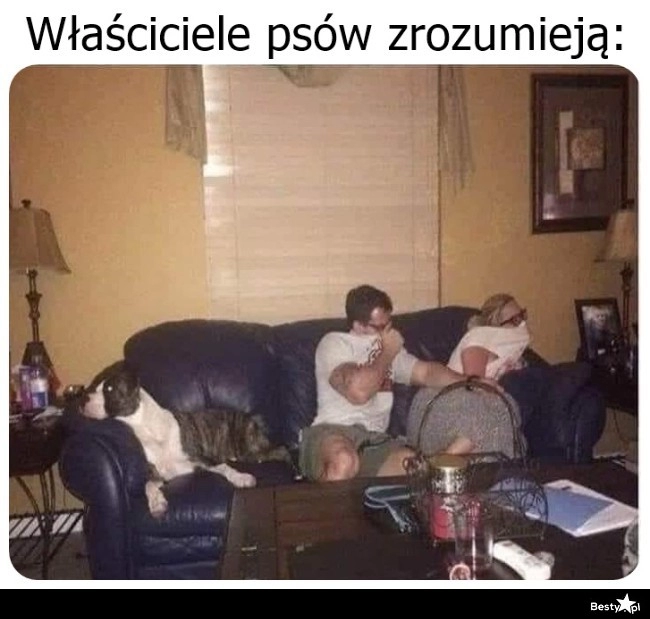 
    Psy to potrafią zepsuć atmosferę 