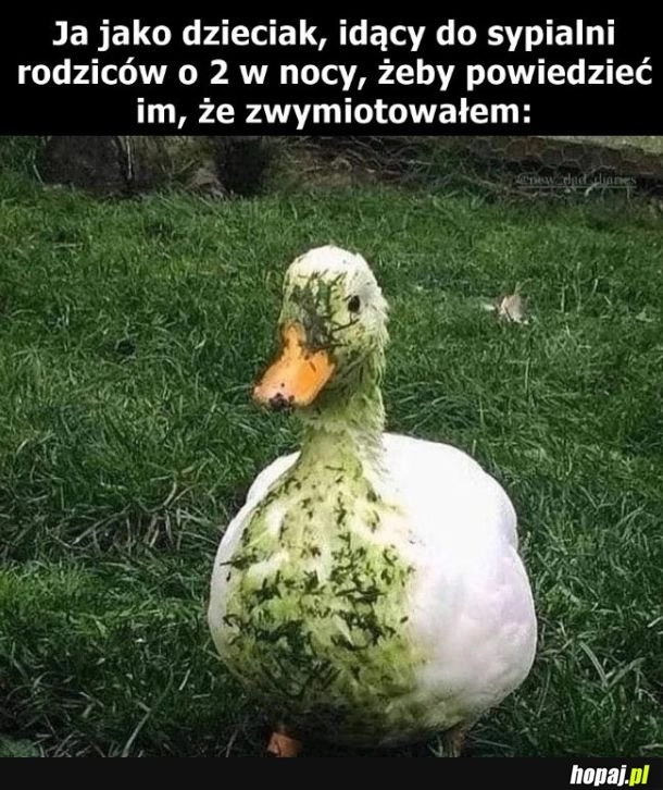 
    Kaczka