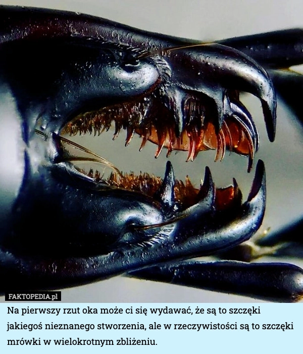 
    Na pierwszy rzut oka może ci się wydawać, że są to szczęki jakiegoś nieznanego