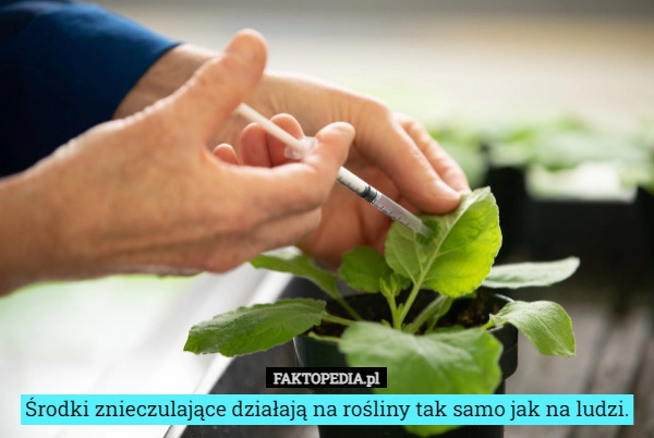 
    Środki znieczulające działają na rośliny tak samo jak na ludzi.