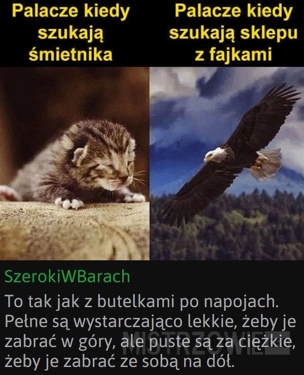 
    Palacze
