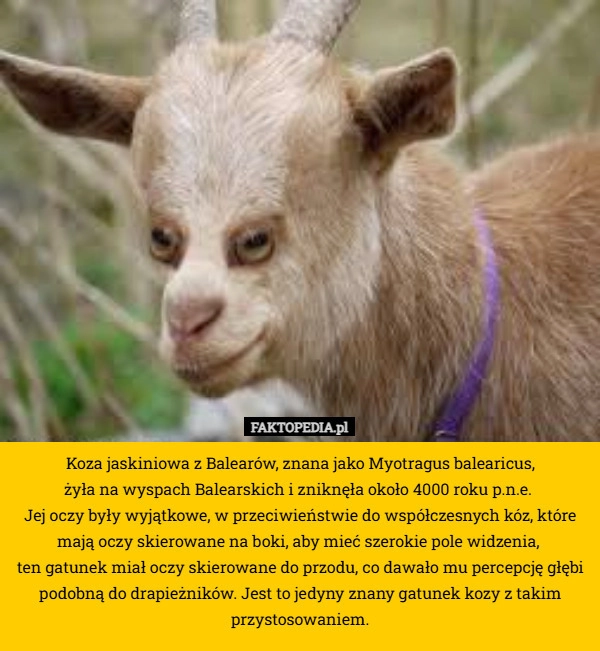 
    Koza jaskiniowa z Balearów, znana jako Myotragus balearicus,
 żyła na wyspach