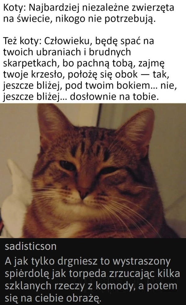 
    Koty