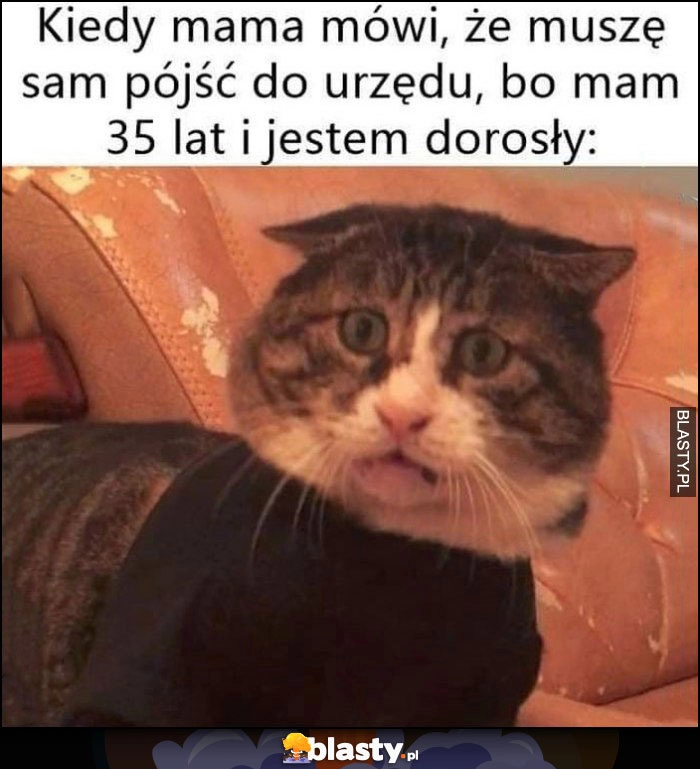 
    Kiedy mama mówi, że muszę sam pójść do urzędu bo mam 35 lat i jestem dorosły zdziwiony kot