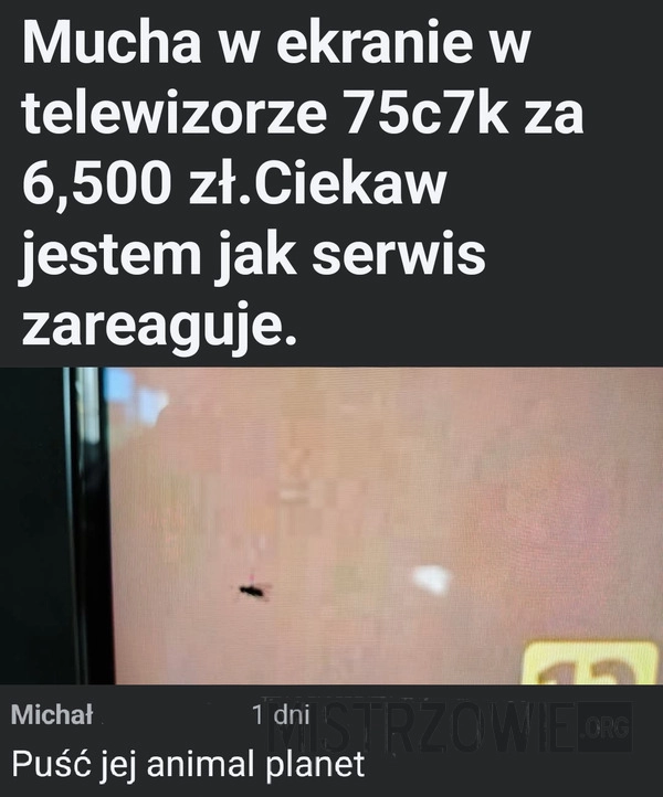 
    Muszka