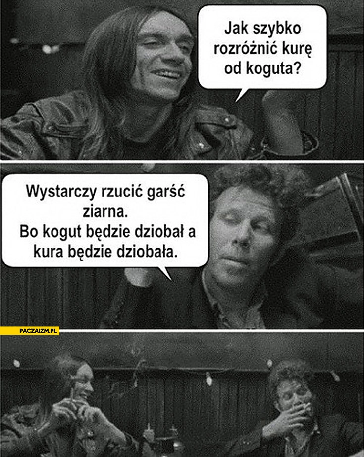 
    Jak rozróżnić kurę od koguta? Kogut dziobał kura dziobała